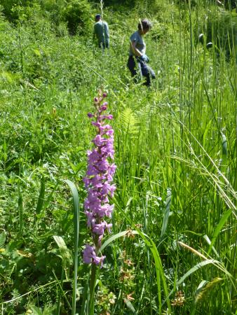 Jäter und Türkenbund