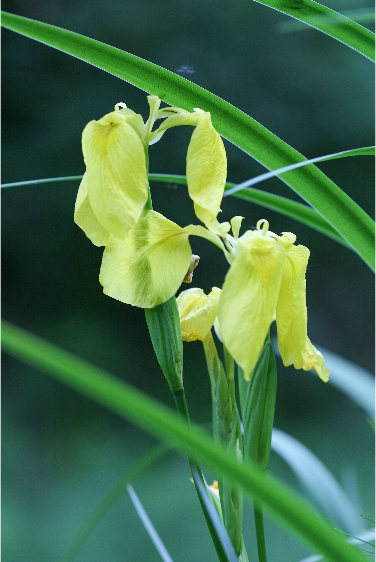 gelbe Schwertlilie