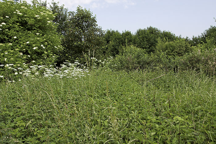 Habitat Sumpfrohrsänger