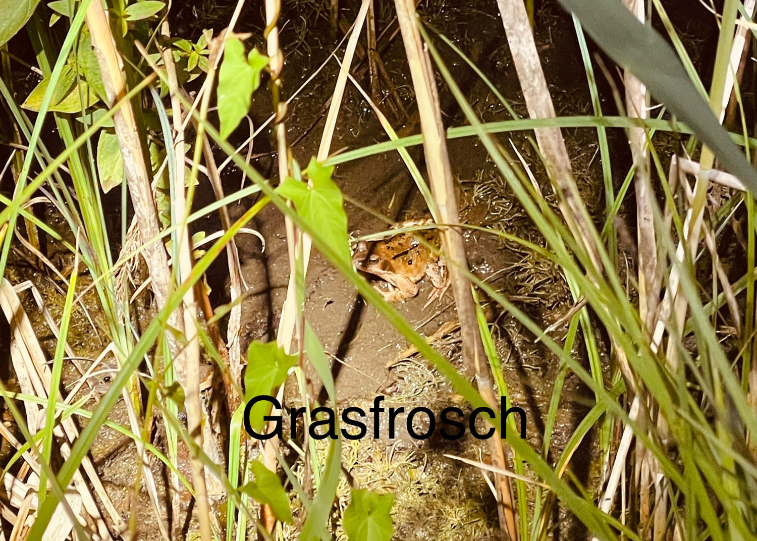 Grasfrosch