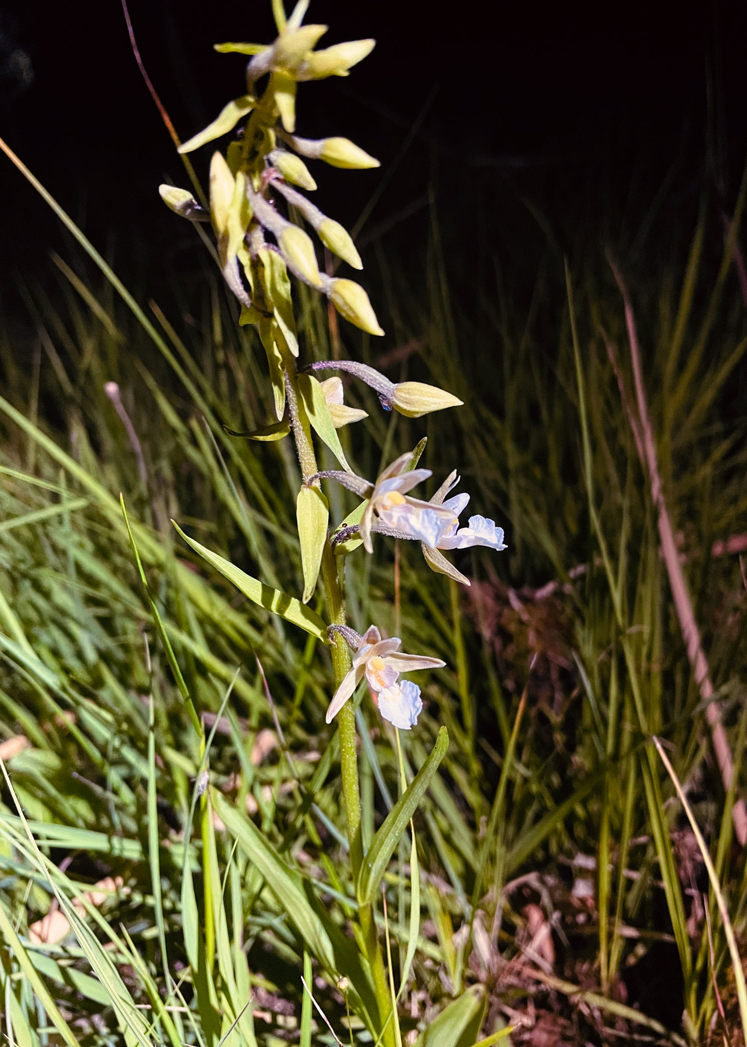Orchidee