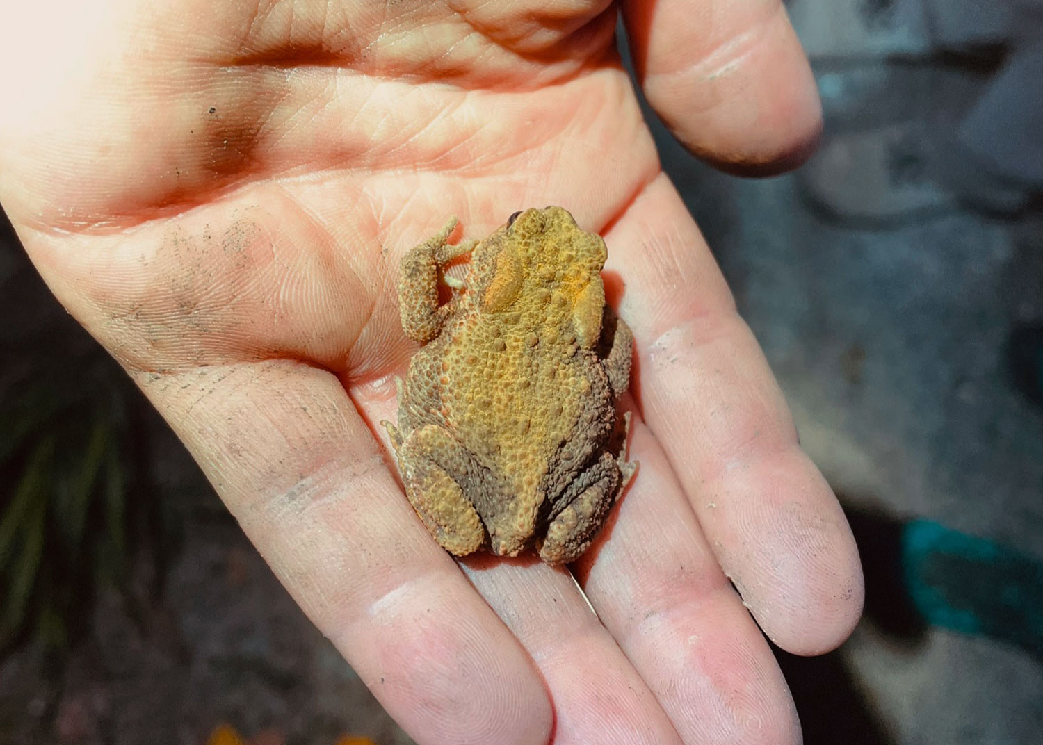 Junger Laubfrosch