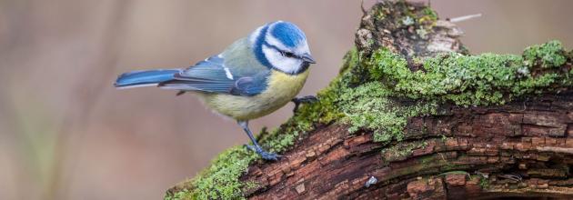 Blaumeise