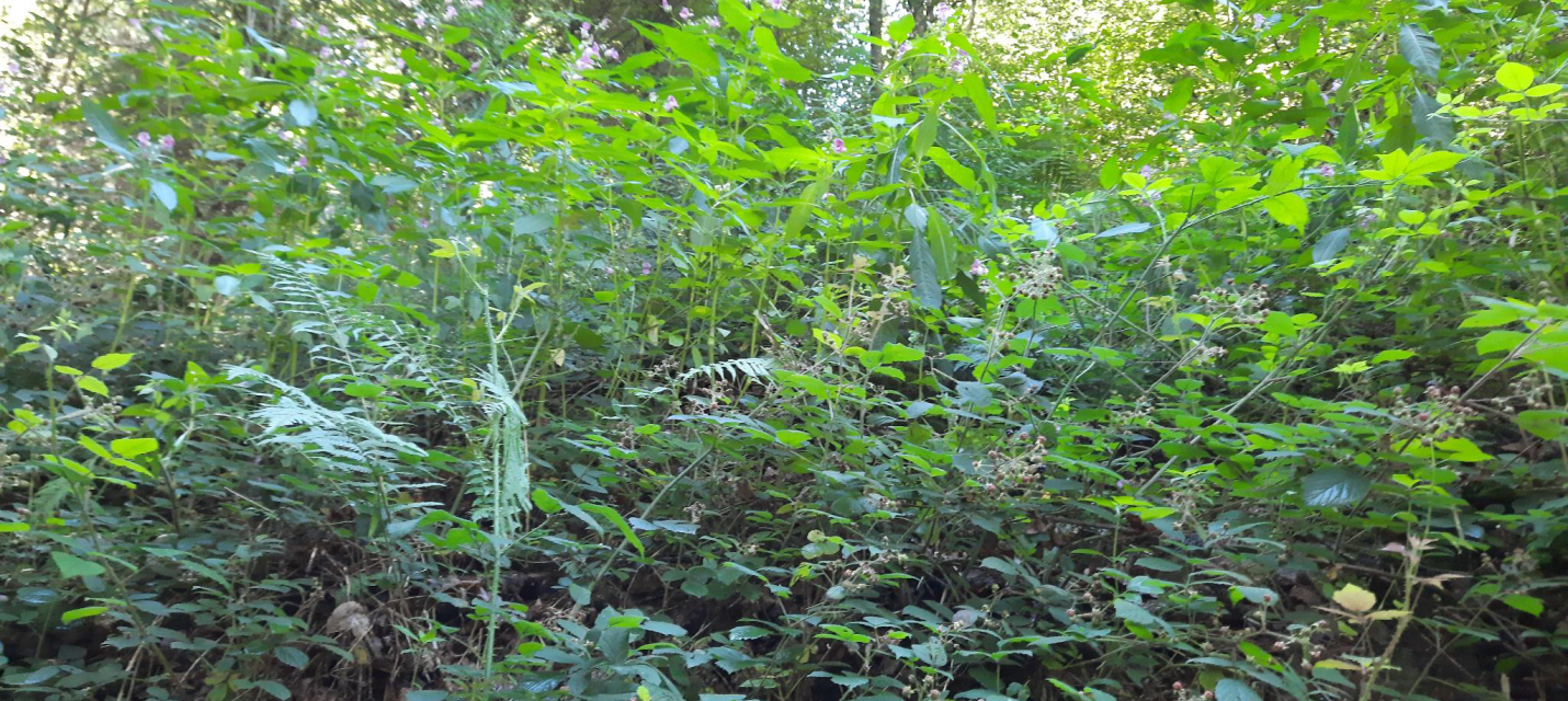 Aktionstag Springkraut