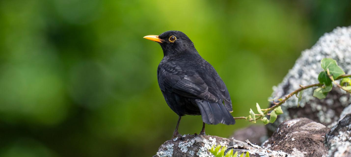 Amsel