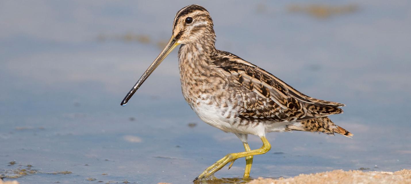 Bekassine