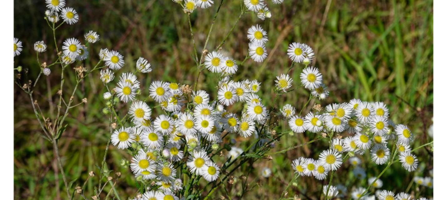 Einjähriges Berufkraut