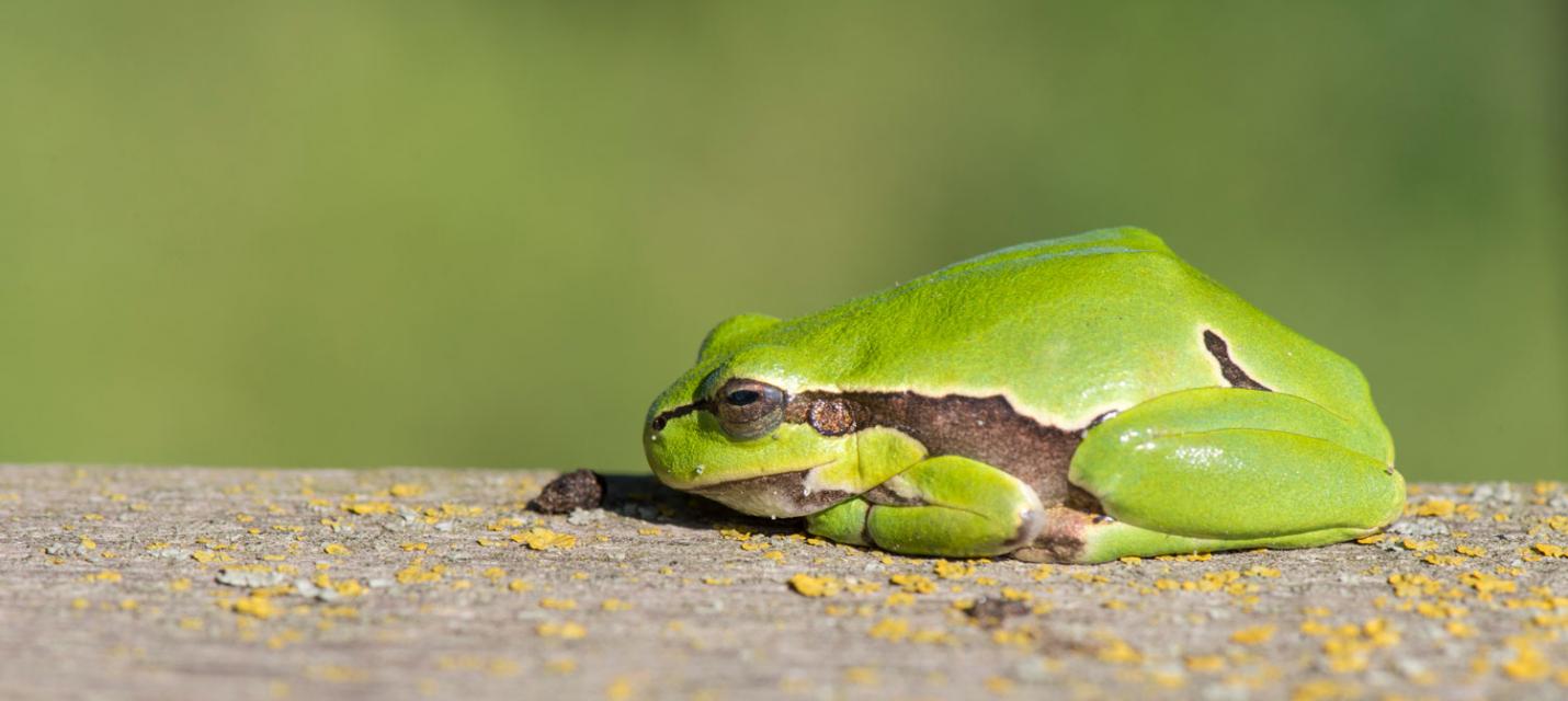 Europäischer Laubfrosch
