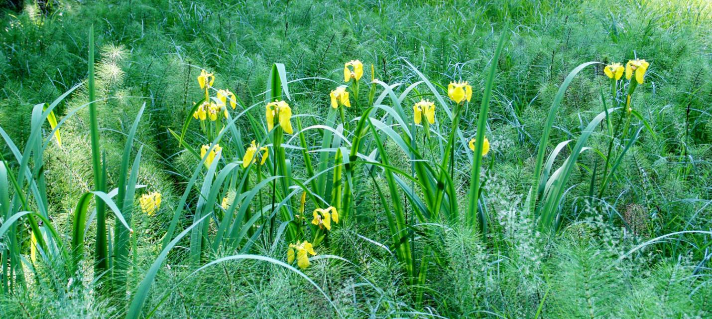 Gelbe Schwertlilie