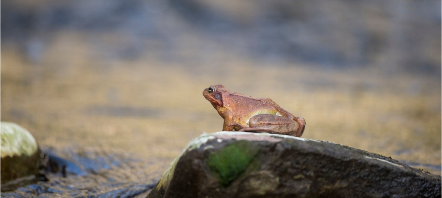 Grasfrosch