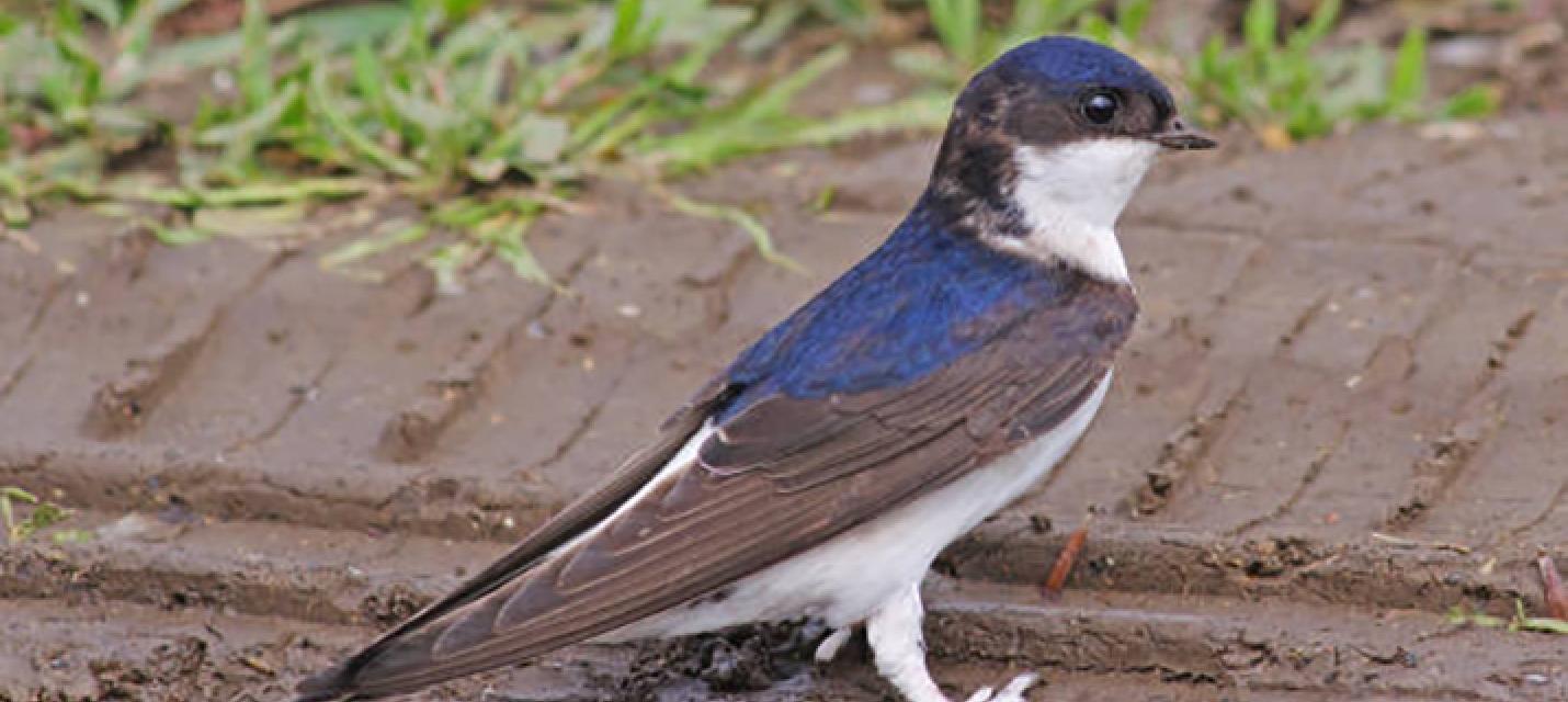 Mehlschwalbe im Lehm