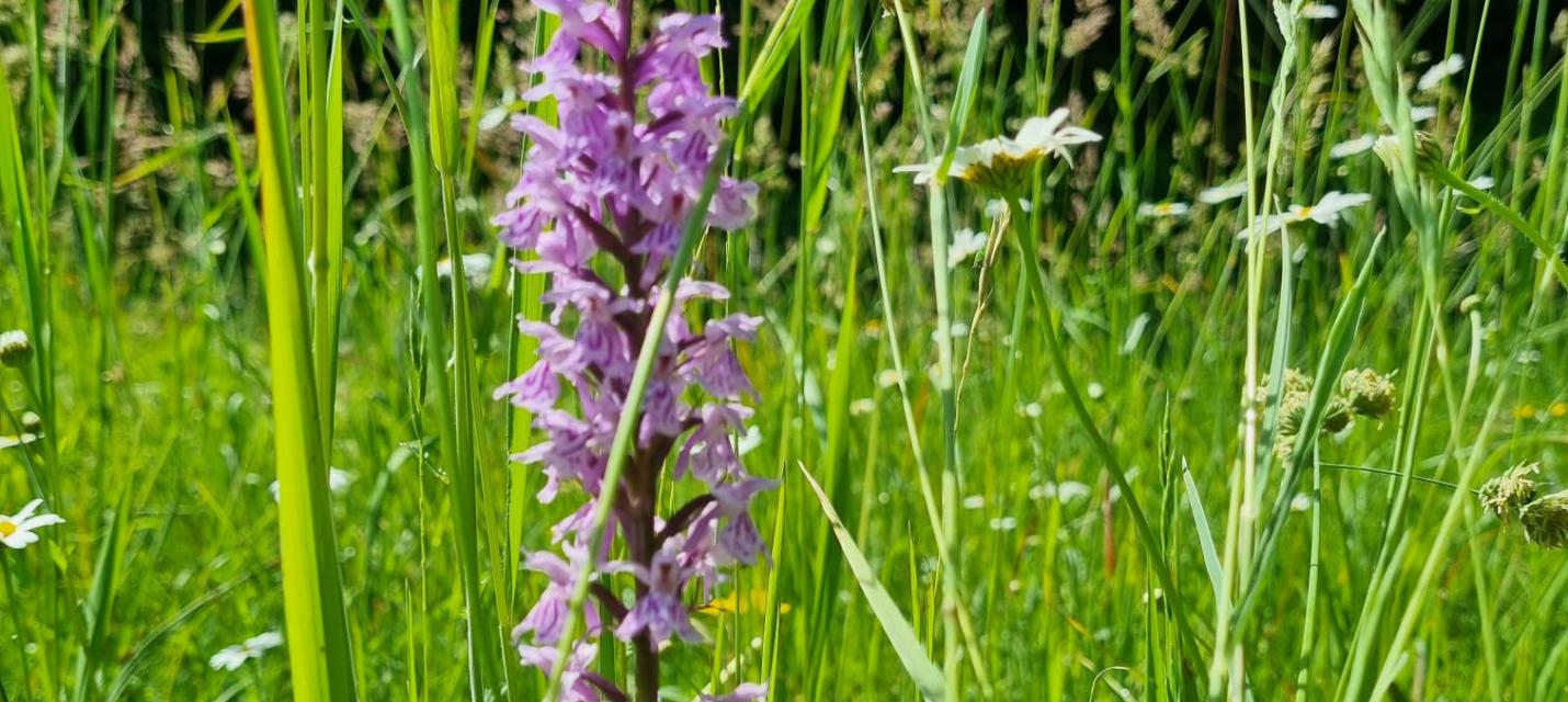 Naturschutzaktionstag