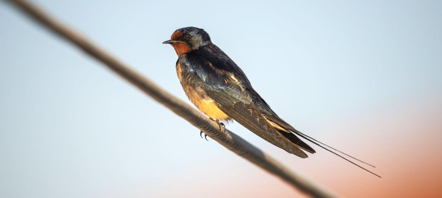 Rauchschwalbe