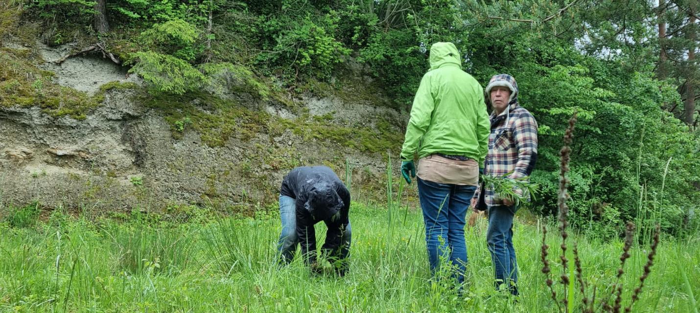 Mitglieder beim Jäten