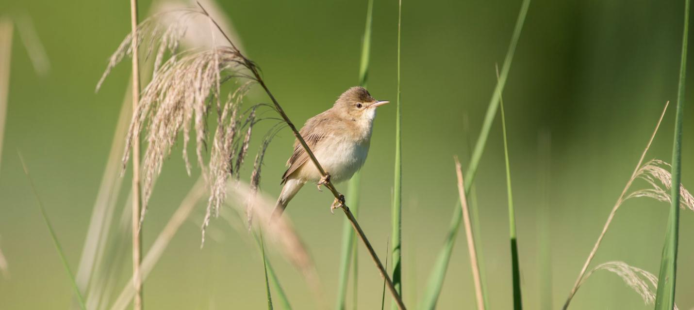 Sumpfrohrsänger