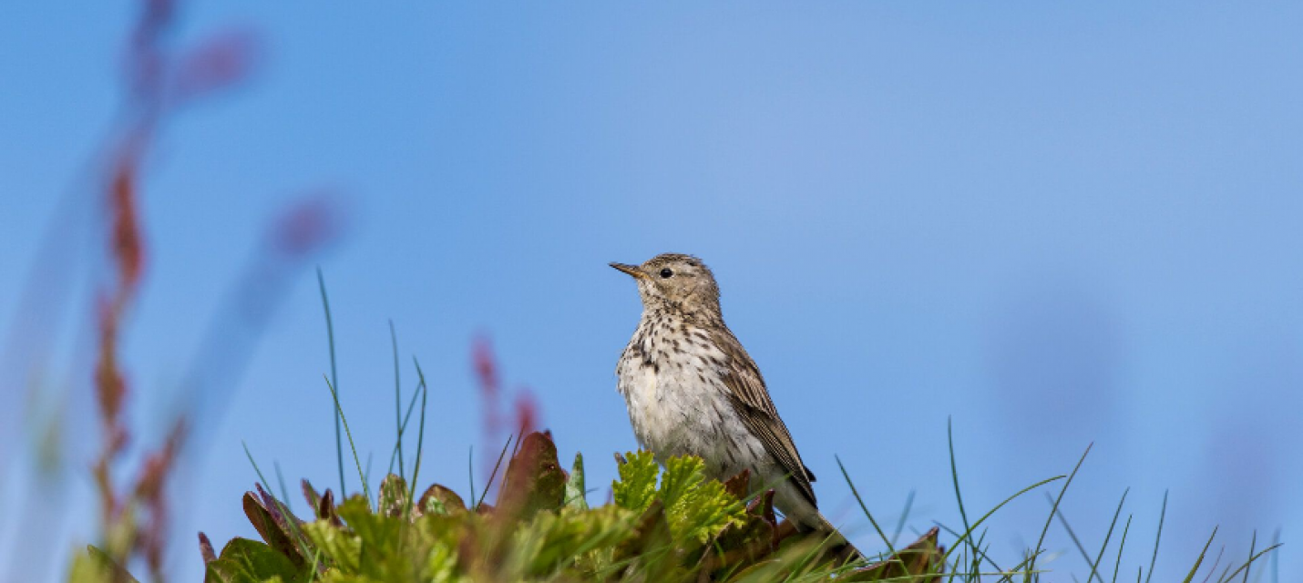 Wiesenpieper
