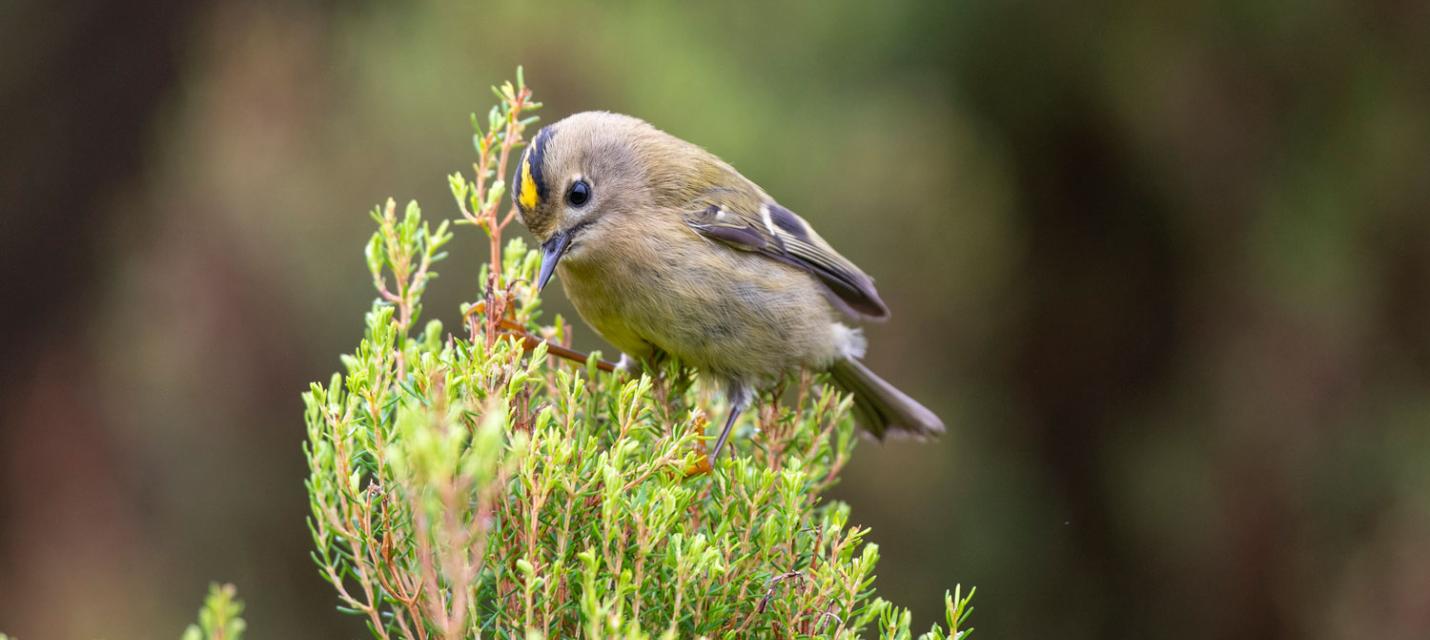 Wintergoldhähnchen