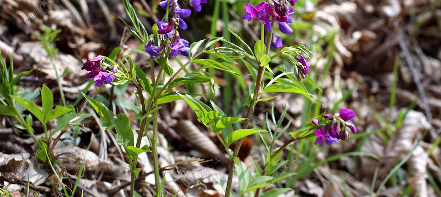 Frühlings-Platterbse