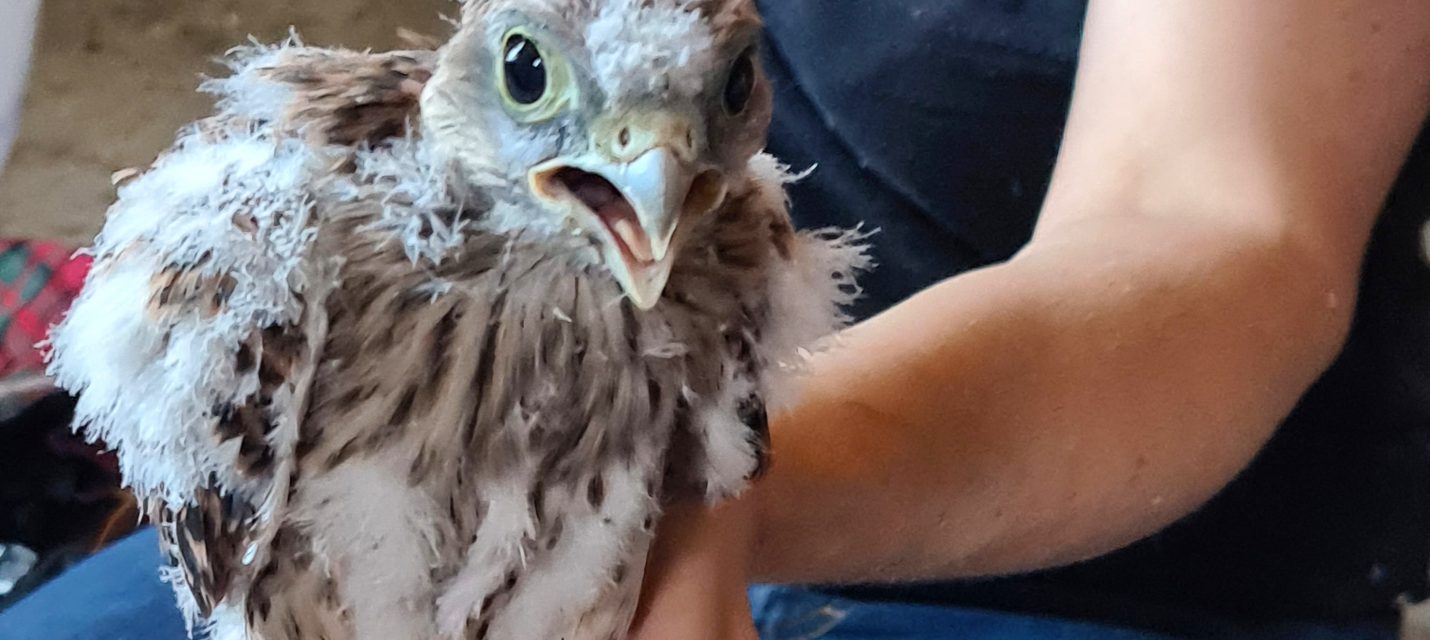 Turmfalke