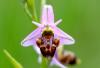 Bienen_Ragwurz